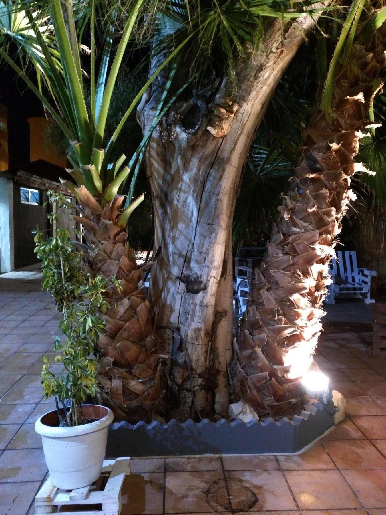 Nwt Paradise Urban Hostel Alicante Eksteriør billede